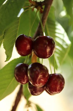 Kiraz dalı. Kiraz ağacında olgun kırmızı meyveler. 