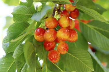 Kiraz dalı. Sarı ve kırmızı olgun kirazlar. 