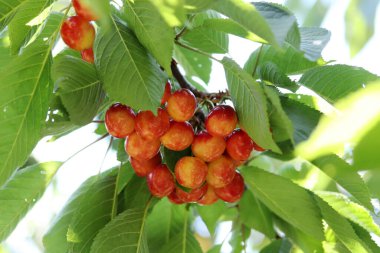Kiraz dalı. Sarı ve kırmızı olgun kirazlar. 