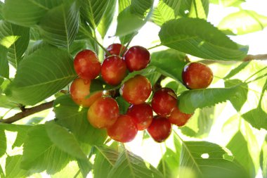 Kiraz dalı. Sarı ve kırmızı olgun kirazlar. 