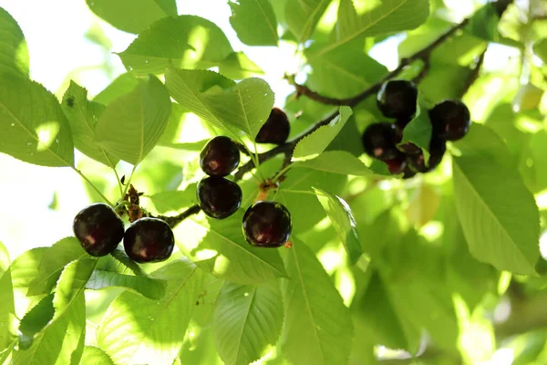 Cherry Branch Red Ripe Berries Cherry Tree — Stock Photo, Image