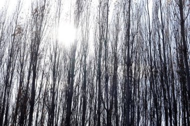 Sonbahar kavak ağaçları. Yaprak döken ağaç.