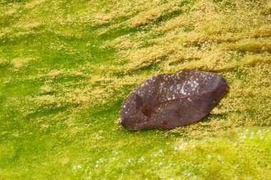 Yosun üzerinde kuru yaprak. Doğa dokusu arkaplanı.