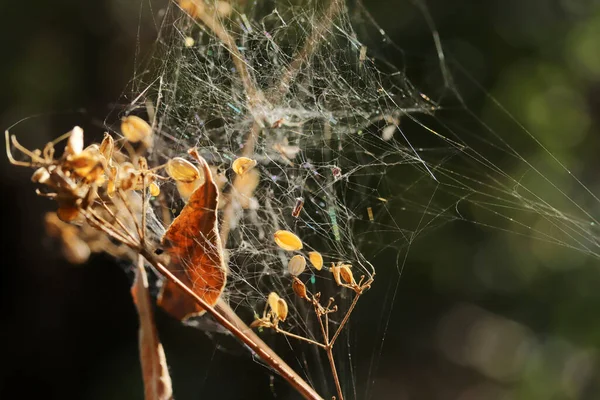 Ιστός Αράχνης Πάνω Από Θάμνο — Φωτογραφία Αρχείου