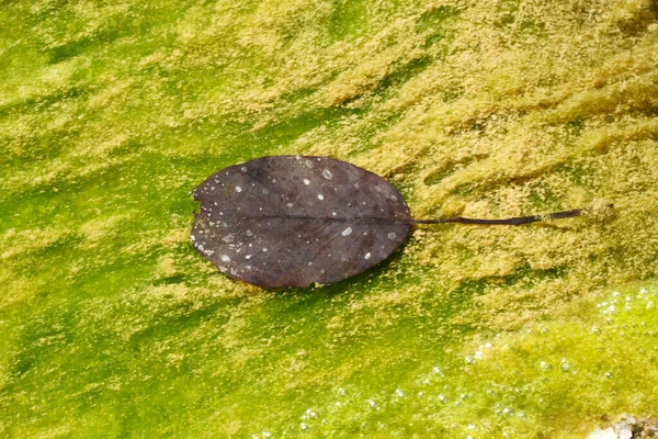 Dry Leaf Moss Nature Texture Background — Stock Photo, Image