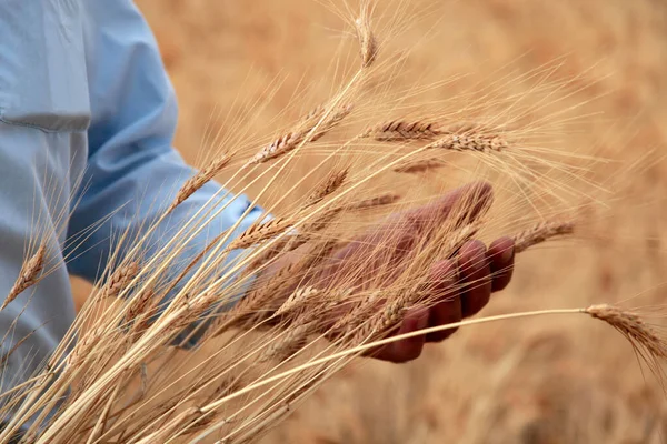 Cena Agrícola Mão Campo Tocando Colheita — Fotografia de Stock