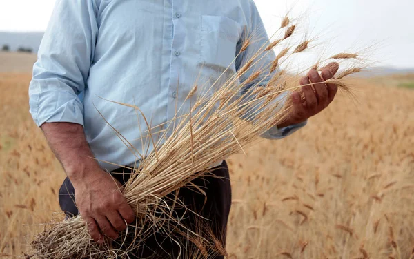 Cena Agrícola Mão Campo Tocando Colheita — Fotografia de Stock