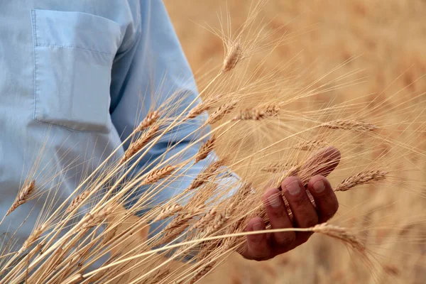 Cena Agrícola Mão Campo Tocando Colheita — Fotografia de Stock