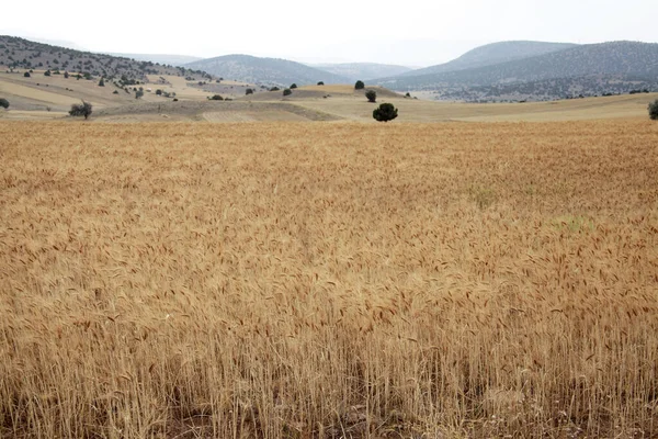 Güneş Işığında Altın Buğday Tarlası Tarım Sahnesi — Stok fotoğraf