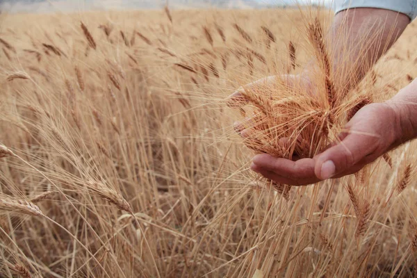 Cena Agrícola Mão Campo Tocando Colheita — Fotografia de Stock