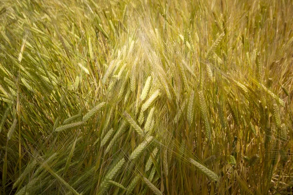 Çiftçilik Yazın Buğday Tarlası — Stok fotoğraf