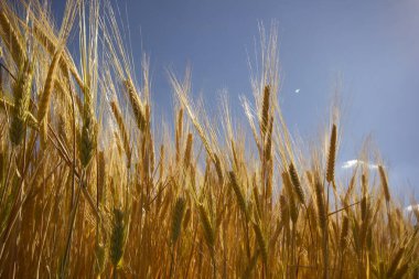 Çiftçilik. Yazın buğday tarlası.  