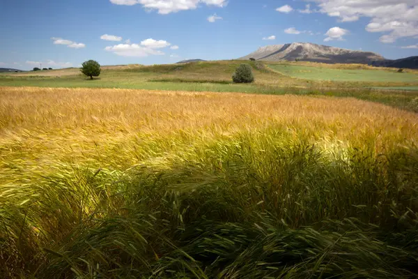 Farming Wheat Field Summer — Stock Photo, Image