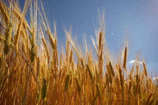 Boeren Tarweveld Zomer — Stockfoto