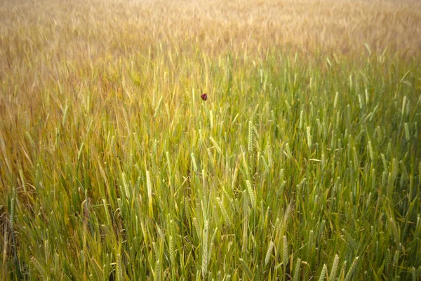 Фермерство Пшеничное Поле Летом — стоковое фото