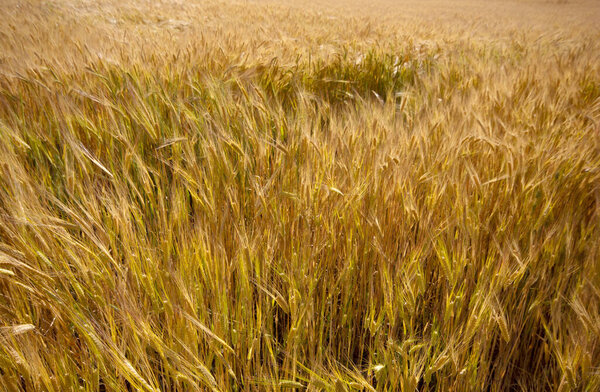 Farming. Wheat field in summer.  