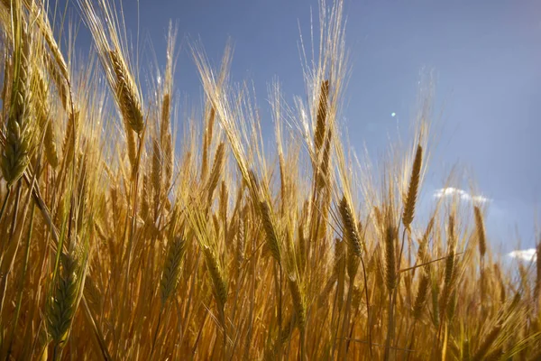 Farmaření Pšeničné Pole Létě — Stock fotografie