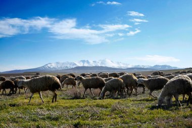 Hasan Dağı. Koyun sürüsü. Aksaray, Türkiye