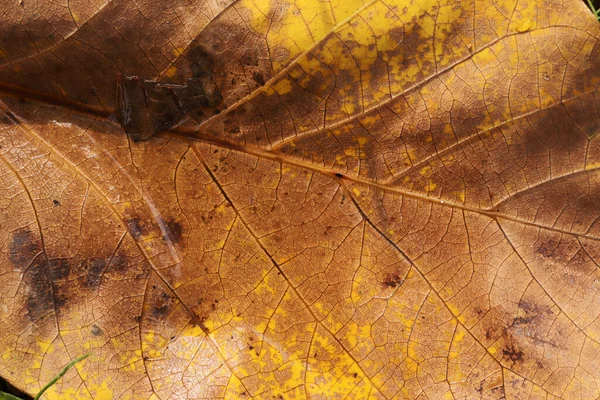 Texture Foglia Secca Sfondo Della Natura Natura Astratta — Foto Stock