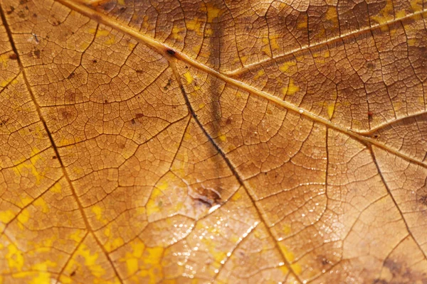 Dry Leaf Texture Nature Background Nature Abstract — Stock Photo, Image