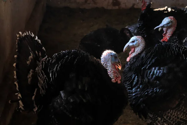 Turkeys on the farm. Animal background.