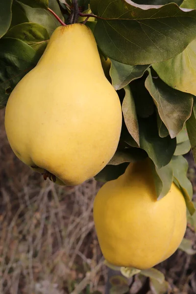 Ripe Yellow Quinces Orchard — Stock Photo, Image