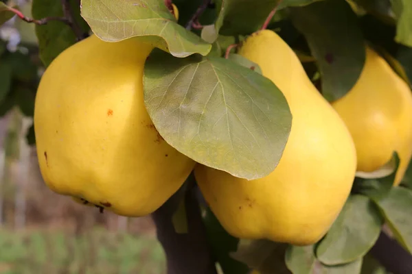 Ripe Yellow Quinces Orchard — Stock Photo, Image