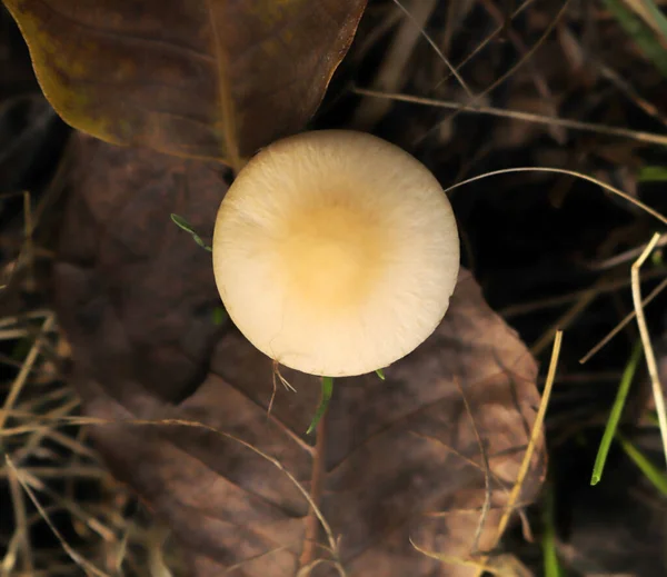 Champignon Blanc Dans Forêt — Photo