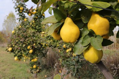 Ripe yellow quinces in the orchard clipart