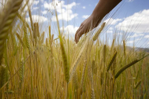 Mano Della Ragazza Tocca Spighe Mature Grano — Foto Stock