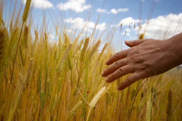 Mano Della Ragazza Tocca Spighe Mature Grano — Foto Stock