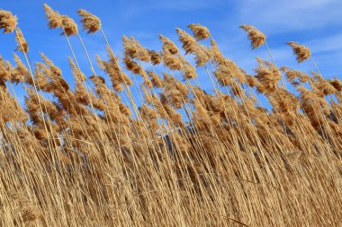 Kuru kabarık kamış, doğa arka planı..