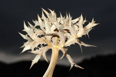 Kuru diken. Doğa arkaplan dokusu.