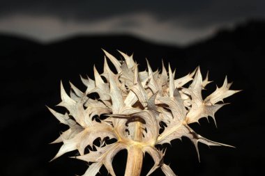 Kuru diken. Doğa arkaplan dokusu.