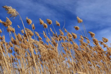 Kuru kabarık kamış, doğa arka planı..