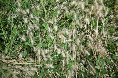 Tilki Kuyruğu yabani bir arpa bitkisidir..