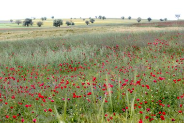 Kırsalda haşhaş çiçekleri.