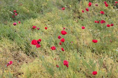 Kırsalda haşhaş çiçekleri.