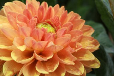 Orange Dahlia yakın plan, çiçek arka plan