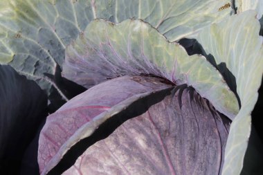 Bahçede kırmızı lahana, kapat 