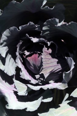 Bahçede kırmızı lahana, kapat 