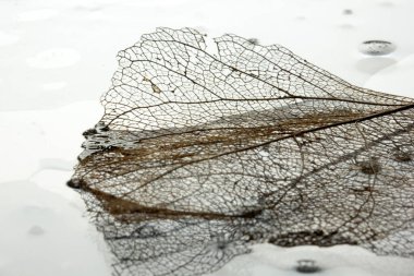 İskelet arkaplan bırakır. Doğa soyutlaması.