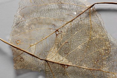 İskelet arkaplan bırakır. Doğa soyutlaması.