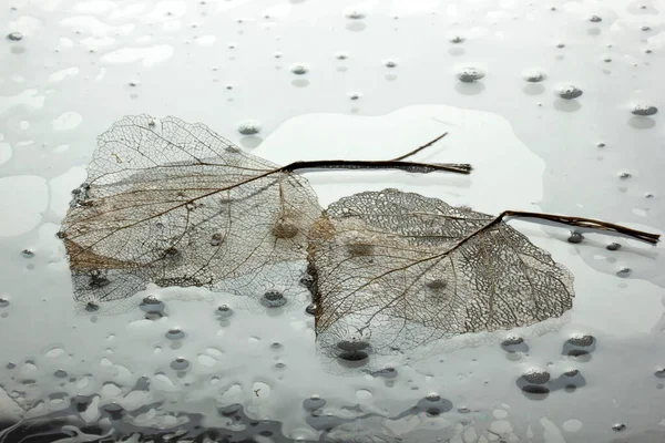 Leaves skeleton background. Nature abstraction.