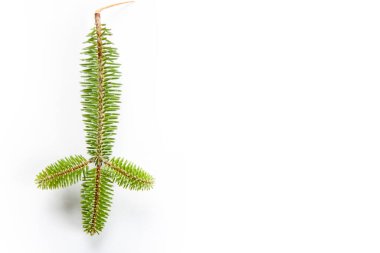 Beyaz arkaplanda köknar ağacı dalı