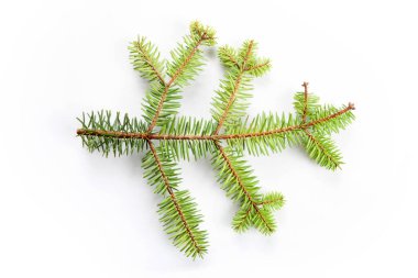 Beyaz arkaplanda köknar ağacı dalı