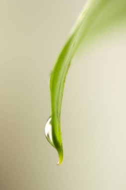 Su damlacıklı yeşil yaprak