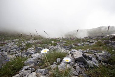 Dağ zirvesi ve beyaz papatyalar