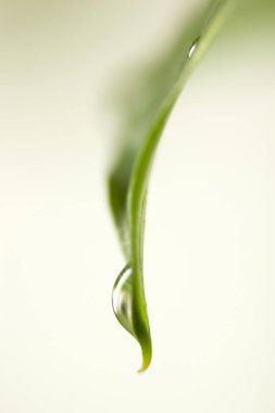 Su damlacıklı yeşil yaprak