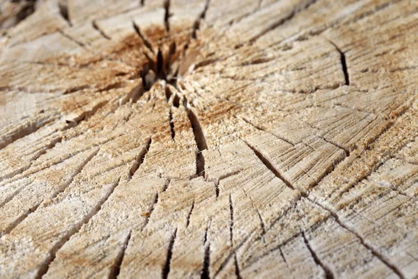 Natural Organic Texture Cracked Rough Surface Wood Texture Cut Chainsaw — Stock Photo, Image